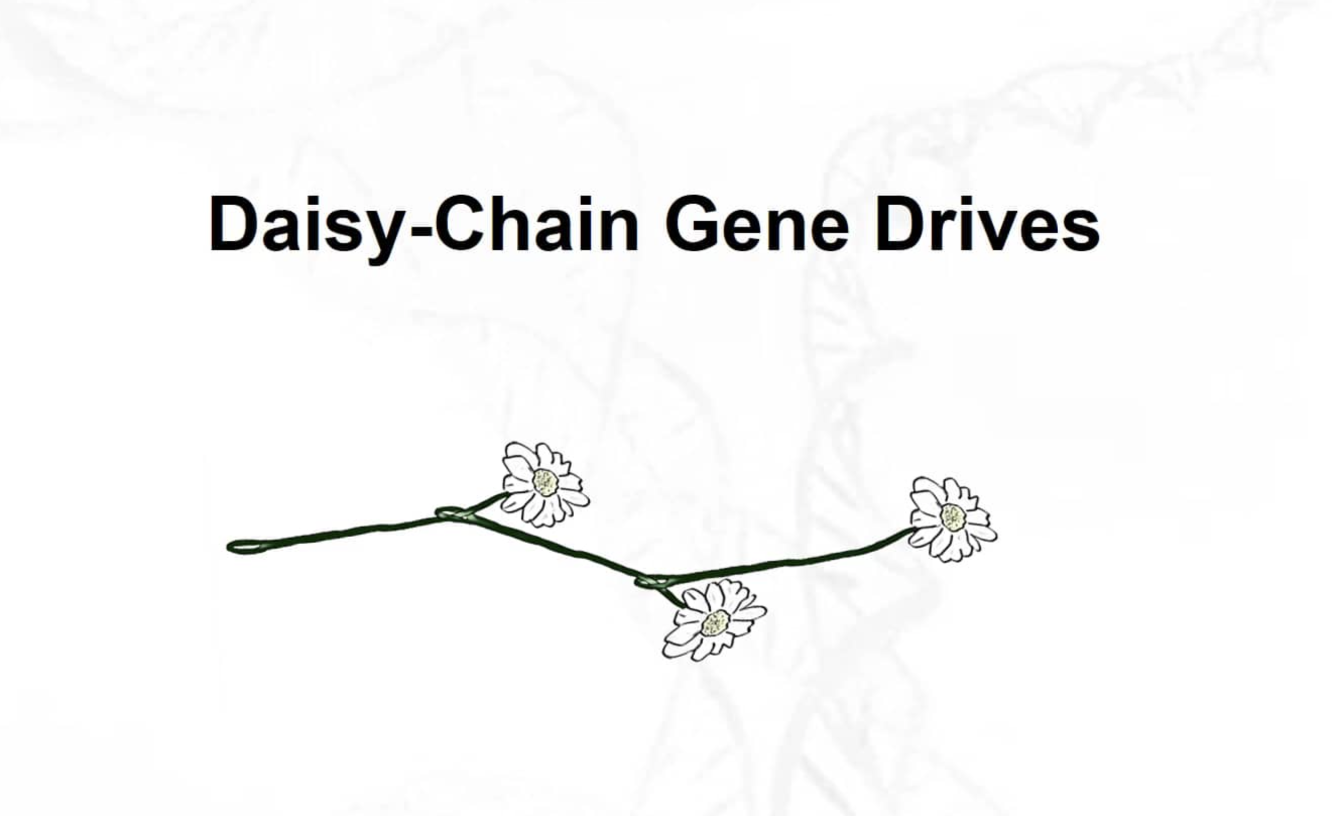 Daisy Chain Harvard Medical School